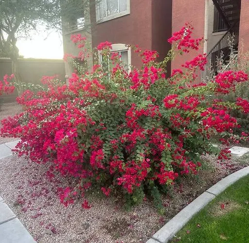 Cozy In Gated Community With Pool By Phx Airport, Tempe, And Old Town Apartment Phoenix